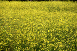 seguro de explotacion agrario