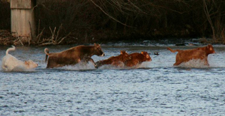 seguro de explotacion ganadero